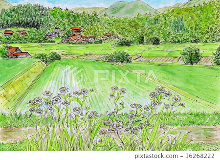 野生菊花的野生路徑 16268222