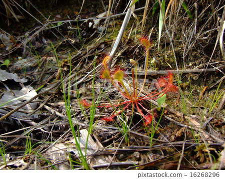食蟲植物Moonsengoke 16268296