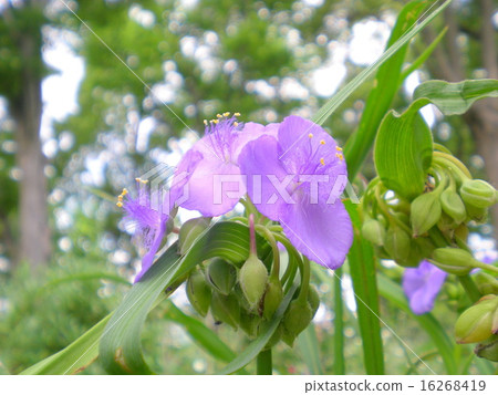  Spiderwort 16268419