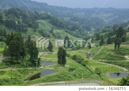 Yamakoshi's rice terrace 16268751