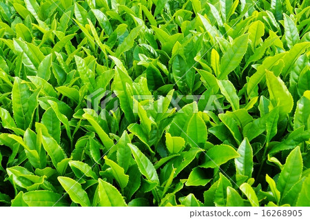 初夏背景材料·新茶圖片五月茶葉的閃亮葉子·堅實的位置固體 初夏背景材料·新茶圖片五月茶葉的閃亮葉子·堅實的位置固體 16268905