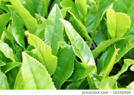 初夏背景材料·新茶圖像發光葉片向上·水平位置固體 16268906