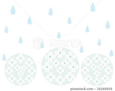 繡球花雨 繡球花雨 16268958