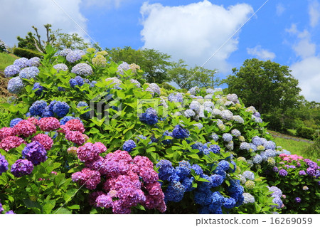 Hydrangea of mother pasture 16269059