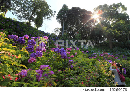 服部農場繡球花屋 服部農場繡球花屋 16269078