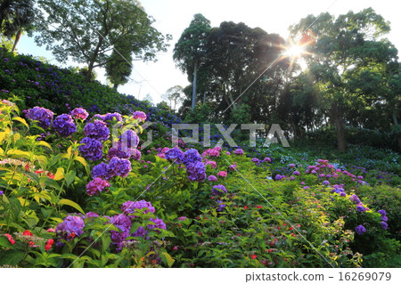 服部農場繡球花屋 16269079