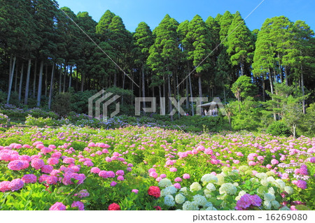 Hattori Farm Hydrangea House 16269080