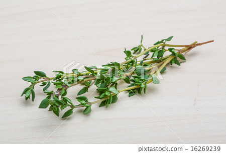 Thyme Thyme 16269239