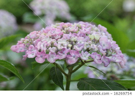 Hydrangea flower 16269754