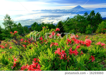 Mt. Amari's Azalea and Mt. Fuji Mt. Amari's Azalea and Mt. Fuji 16269860