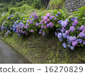 Hydrangea Hida 16270829