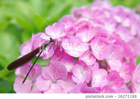Hagorotombo and hydrangea 16271188