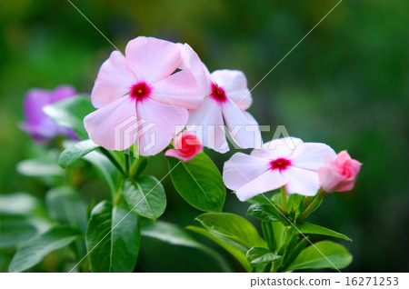 Nichinichiso 16271253