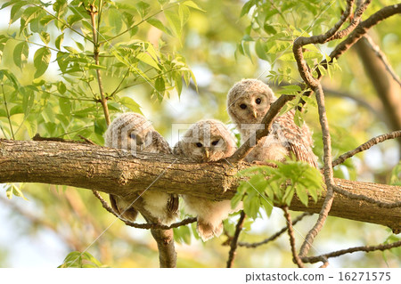 Ezo Owl的孩子 16271575