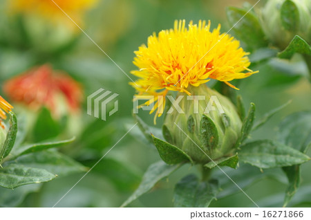 紅花 16271866