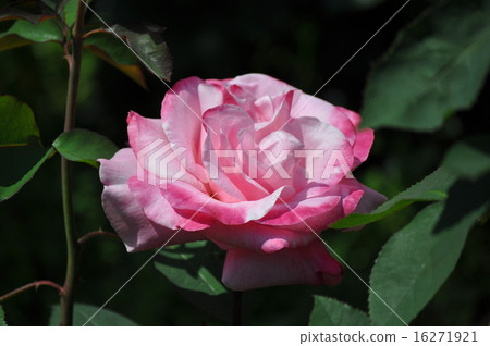 伯納德自助餐盛開 伯納德自助餐盛開 16271921