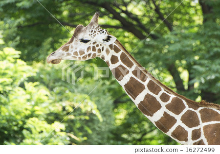 Giraffe  16272499