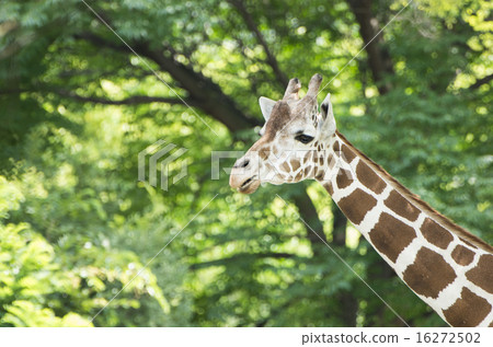 Giraffe  16272502