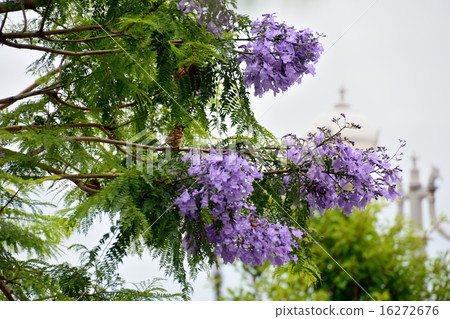 Jacaranda 16272676