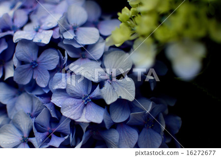 Hydrangea 16272677