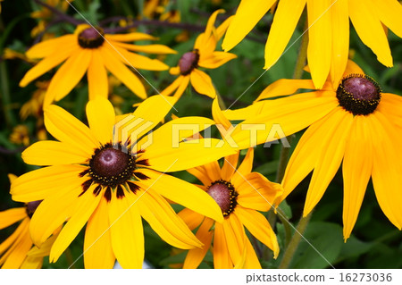 Yellow daisy Yellow daisy 16273036