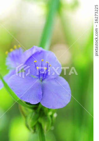 Murasakiyukusa Murasakiyukusa 16273225