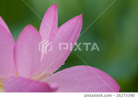 一朵蓮花 一朵蓮花 16273390