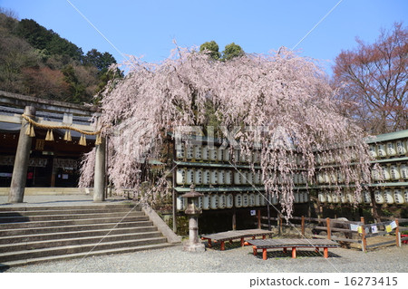 Kyoto Oishi Shrine Oishi Sakura 16273415
