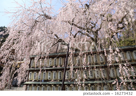 京都大石神社大石櫻 16273432
