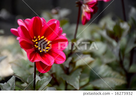 Garden Dahlia Fuga Black Night Garden Dahlia Fuga Black Night 16273932