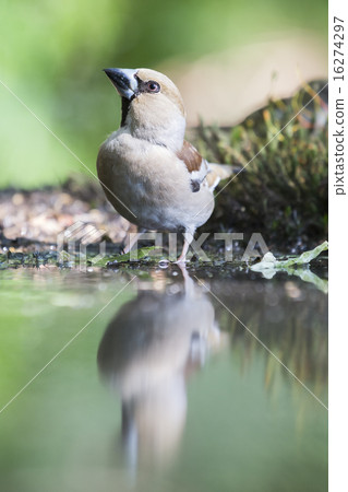 Female hawfinch (Coccothraustes coccothraustes) 16274297