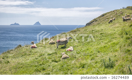 Skellig Ireland Skellig Ireland 16274489