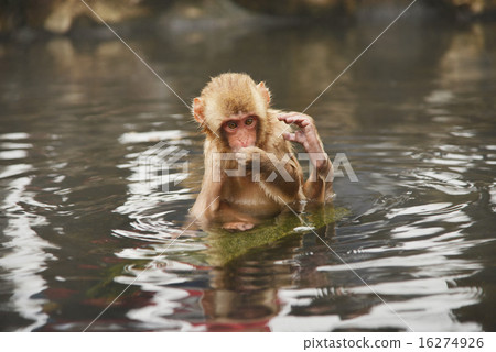 Year year material Monkey image 16274926