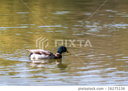 Duck swimming in the pond Duck swimming in the pond 16275136