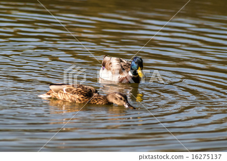 Ducks swimming in the pond Ducks swimming in the pond 16275137