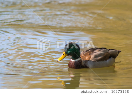 Duck swimming in the pond Duck swimming in the pond 16275138