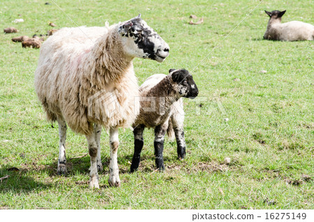Parents and children of the sheep resting on the meadow Lamb of black face 16275149