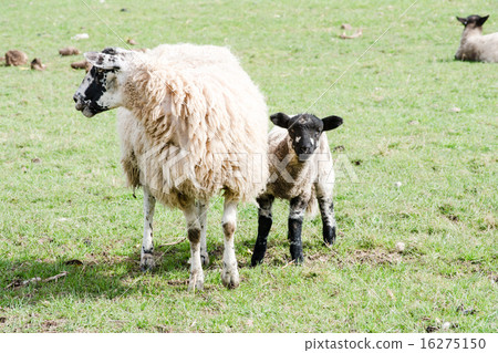 Parents and children of the sheep resting on the meadow Lamb of black face 16275150
