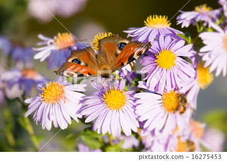 butterfly Aglais io butterfly Aglais io 16275453