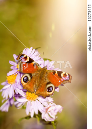 butterfly Aglais io butterfly Aglais io 16275455