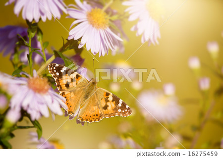 butterfly Vanessa cardui butterfly Vanessa cardui 16275459