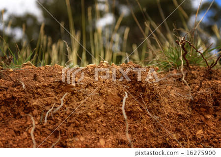 Green moss on tree trunk Green moss on tree trunk 16275900