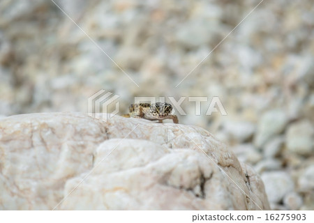 Gecko lizard on rocks Gecko lizard on rocks 16275903