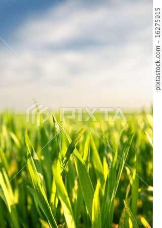 Closeup photo of fresh green grass 16275915