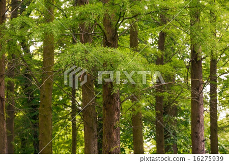 Green leaves of a tree in sunlight 16275939