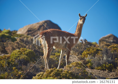 Vicuna in the Altiplano 16276131