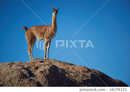 Vicuna in the Altiplano 16276132