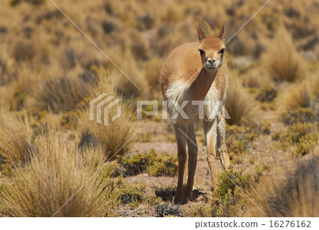 Vicuna in the Altiplano 16276162