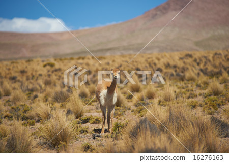 Vicuna in the Altiplano 16276163