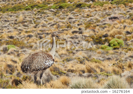 Rhea on the Altiplano 16276164